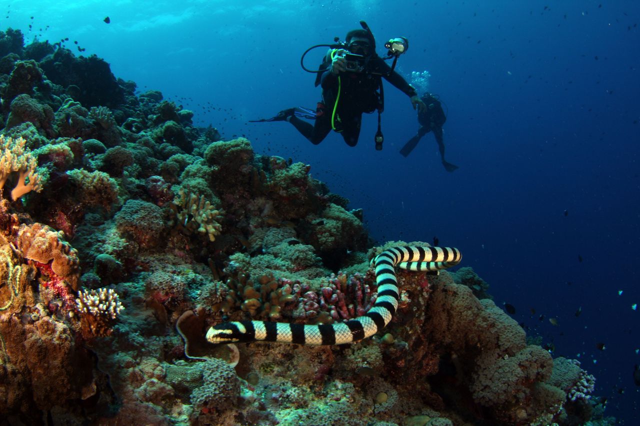 Scuba divers explore a vibrant coral reef with a sea snake in the foreground. Exhilarating underwater adventure.